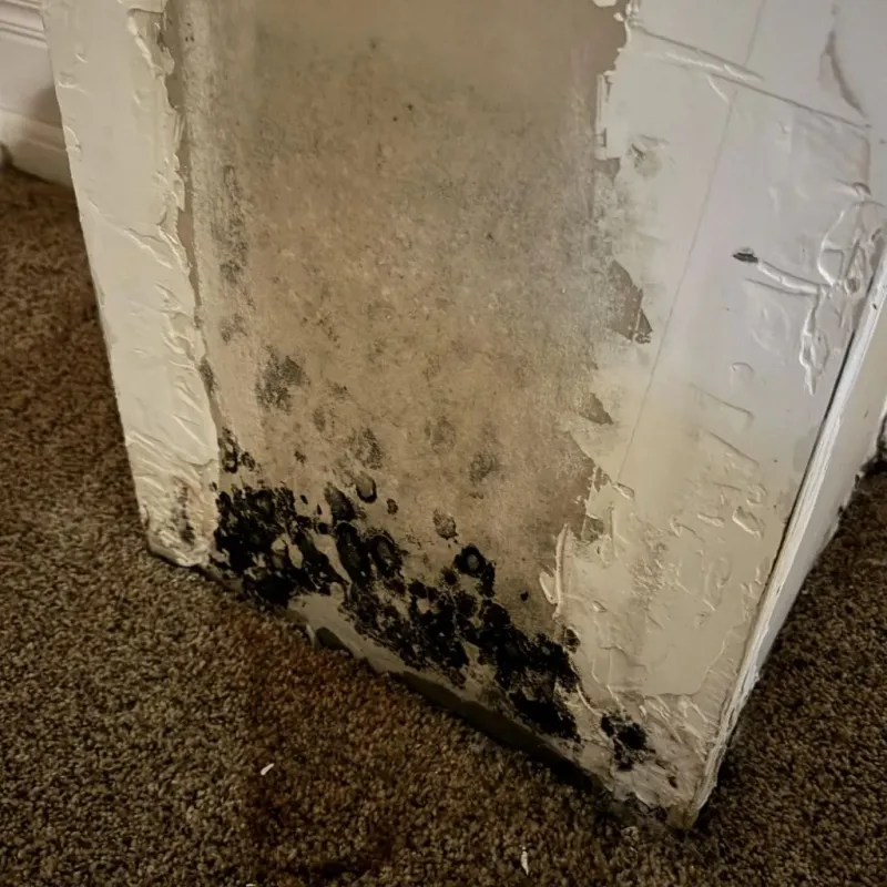 Professional Mold Removal in Verdigris, OK